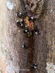 Homotrigona apicalis