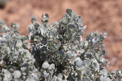 Atriplex nummularia spathulata