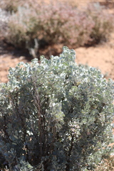 Atriplex nummularia spathulata