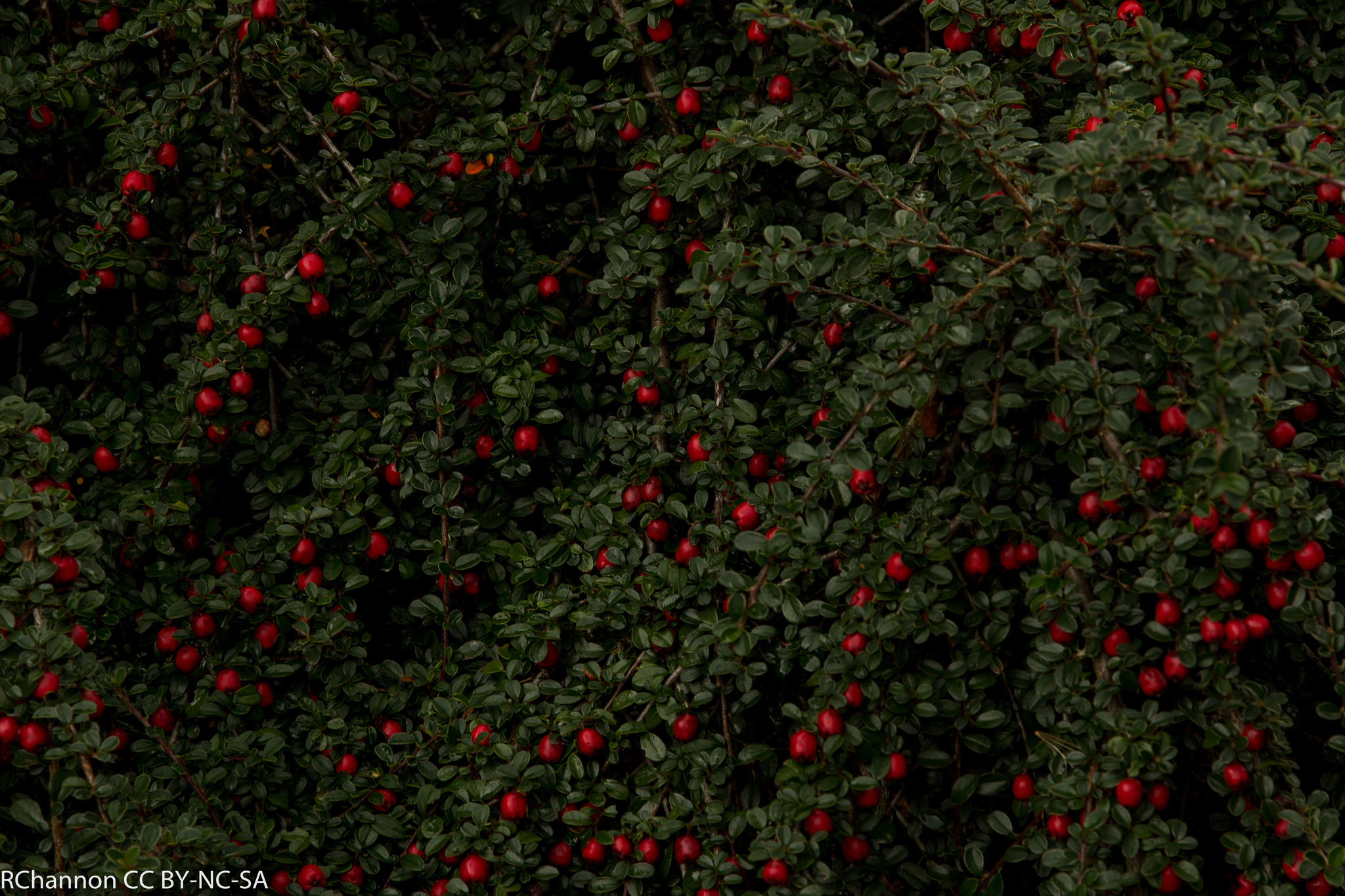 Cotoneaster cochleatus