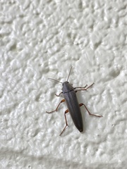 Enchodes sericea