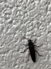 Enchodes sericea