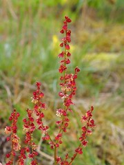 sheep sorrel