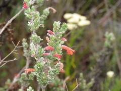 Clinopodium argenteum