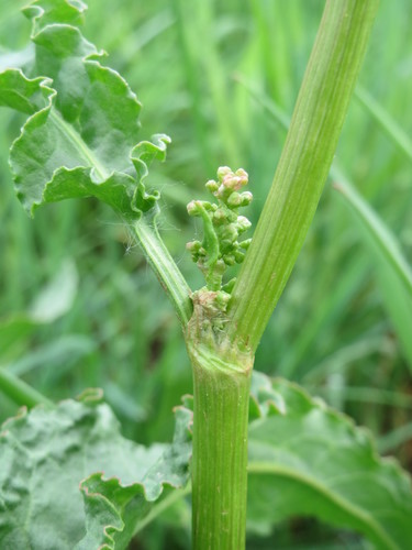 Rauktalapė Rūgštynė nuotrauka