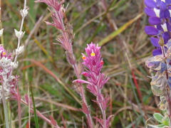 Castilleja vadosa