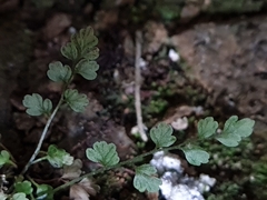 Asplenium hookerianum