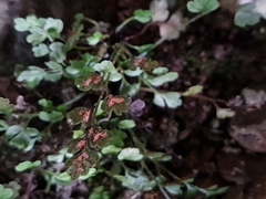 Asplenium hookerianum