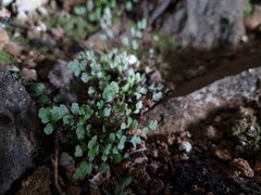 Asplenium hookerianum