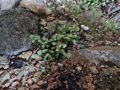 Asplenium hookerianum