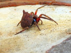 Carepalxis tuberculata