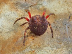 Carepalxis tuberculata