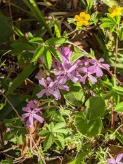 Phlox divaricata divaricata