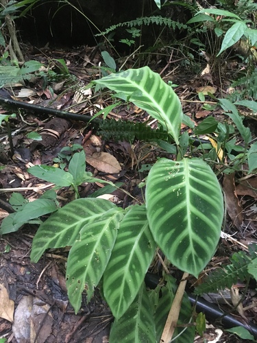 Goeppertia zebrina