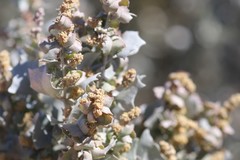 Atriplex nummularia spathulata