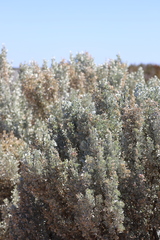 Atriplex nummularia spathulata