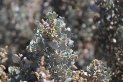Atriplex nummularia spathulata