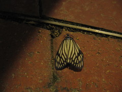 Cyclosia papilionaris