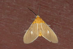 Asota producta
