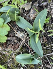 Platanthera elegans elegans