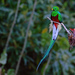 Resplendent Quetzal - Photo (c) Ad Konings, some rights reserved (CC BY-NC), uploaded by Ad Konings