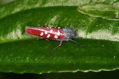 Graphocephala albomaculata