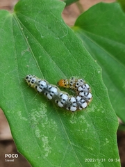 Filodes fulvidorsalis