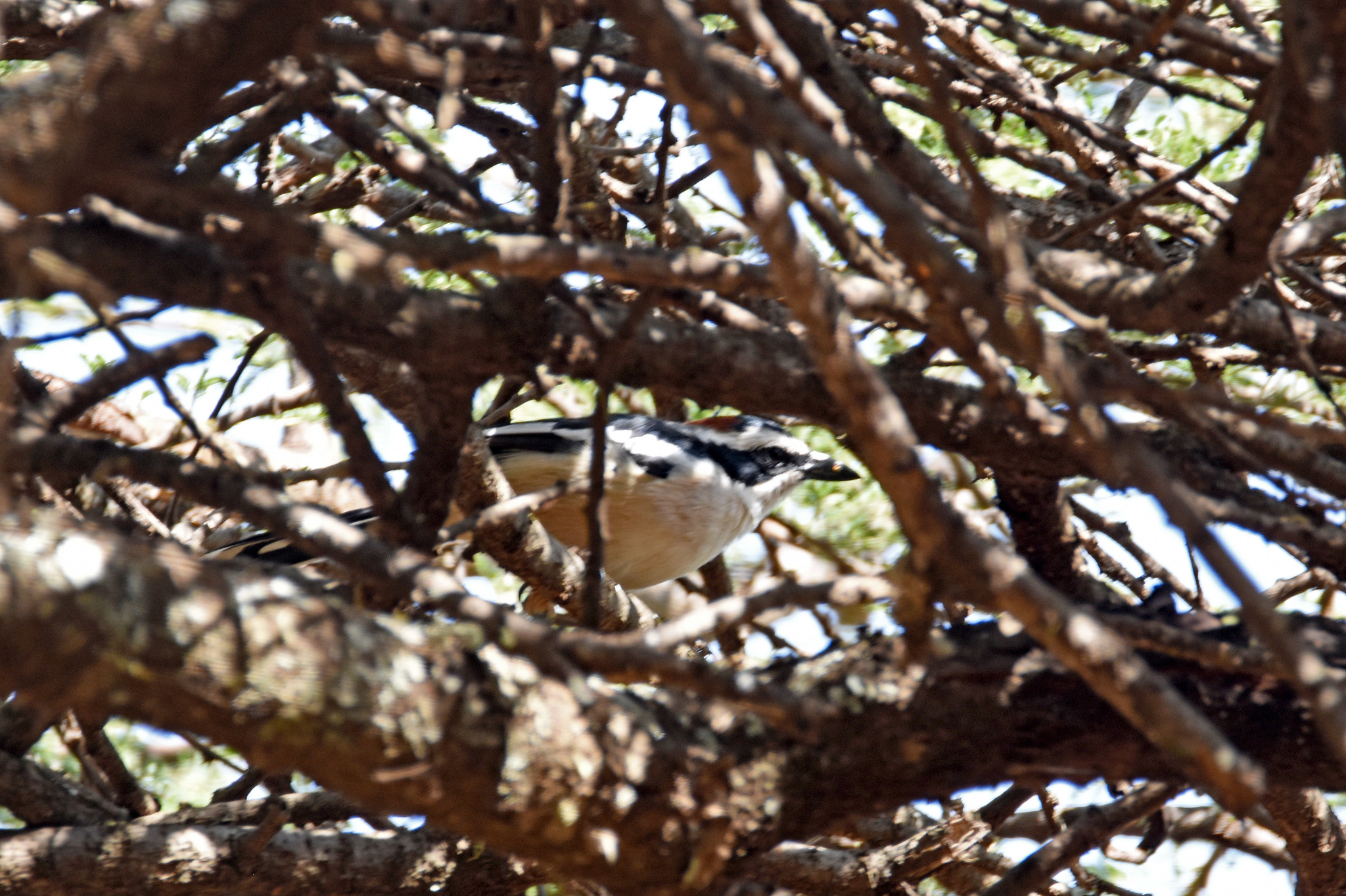 Red-naped Bushshrike (Laniarius ruficeps), photo 3
