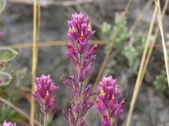 Castilleja vadosa