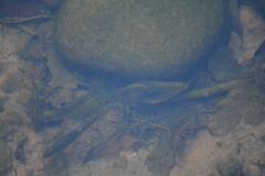 Fundulus notatus
