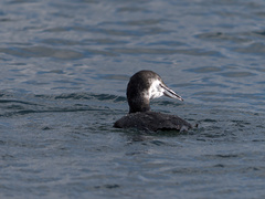 Gavia immer image