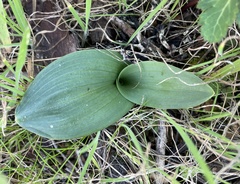 Platanthera elegans elegans
