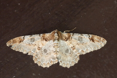 Amraica recursaria
