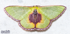 Synchlora astraeoides