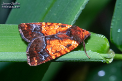 Calymniodes