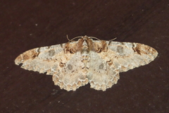 Amraica recursaria