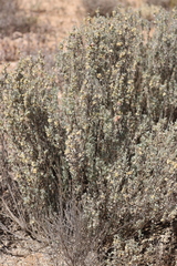 Atriplex vesicaria