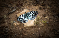 Melanargia ines