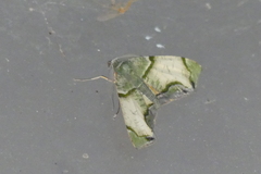 Achrosis incitata