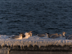 Larus argentatus image
