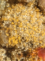 Pycnoclavella stanleyi