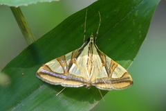 Agrioglypta naralis