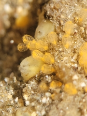 Pycnoclavella stanleyi