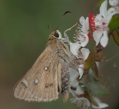 Hesperilla chrysotricha