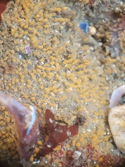 Pycnoclavella stanleyi