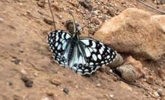 Melanargia ines