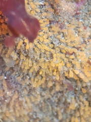 Pycnoclavella stanleyi