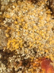 Pycnoclavella stanleyi