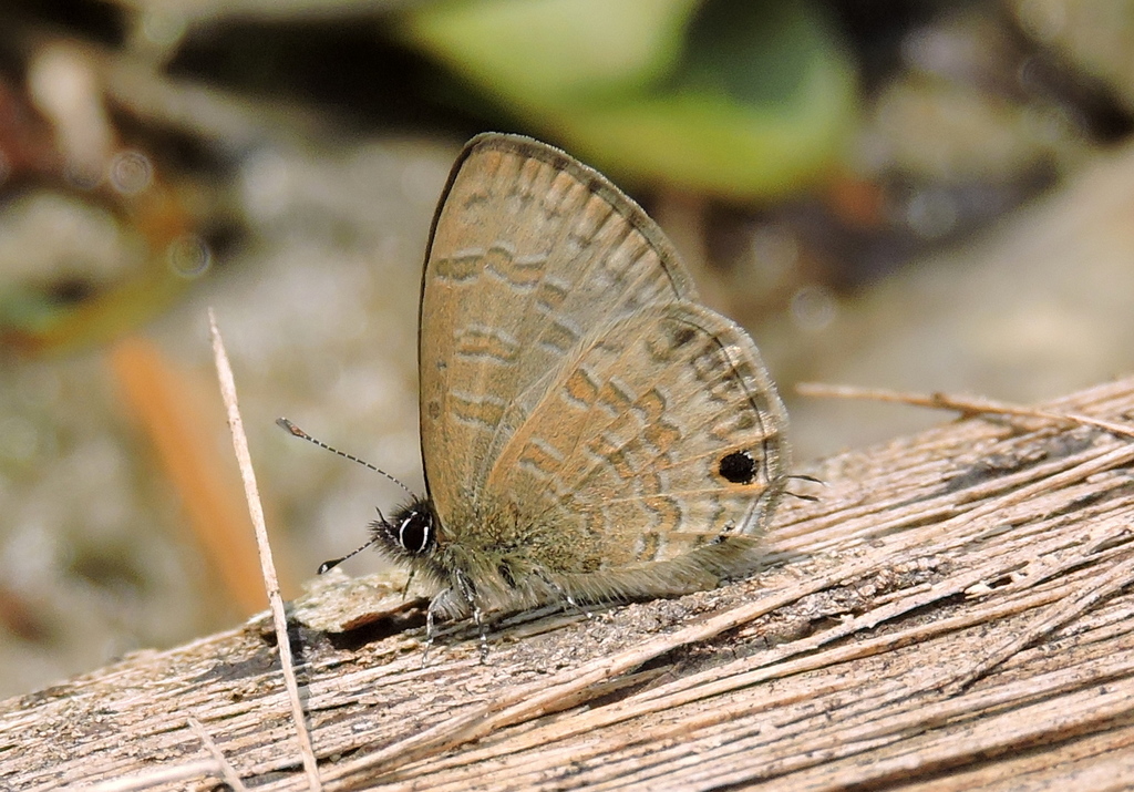 Margined Lineblue
