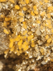 Pycnoclavella stanleyi